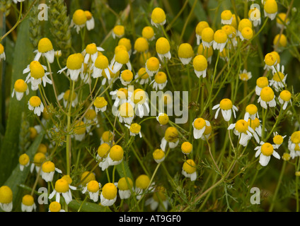 Scented mayweed in cornfield Arable weed. Matricaria recutita Stock Photo
