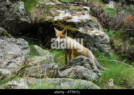 red fox canidae mammal mountain wood Italy volpe rossa Vulpes vulpes canidi mammiferi mammal montagna Gran Paradiso Stock Photo