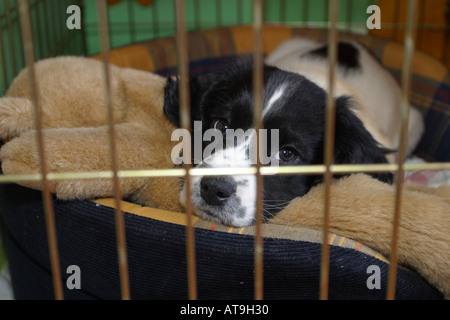 Young puppy English Springer Spaniel 8 weeks old pedigree puppy dog in new home in soft bed within crate cage Stock Photo