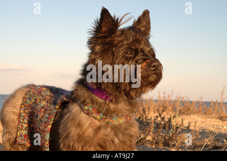 dog carin terrier standing alone on beach wearing sweater cool weather dog clothing pet clothing Stock Photo