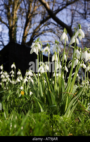 Snowdrops (Galanthus nivalis) on a sunny spring day Stock Photo