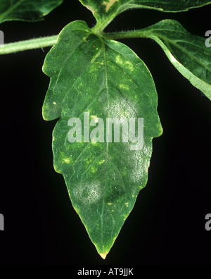 Powdery mildew Oidium neolycopersici infection on a tomato leaf Stock Photo