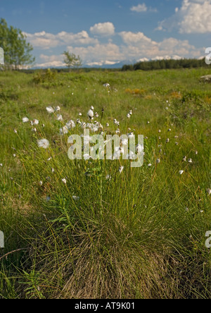 Hare's tail cotton grass in peat bog Stock Photo