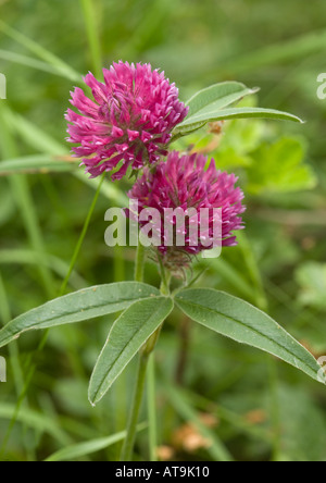 An alpine montane clover Trifolium alpestre Stock Photo