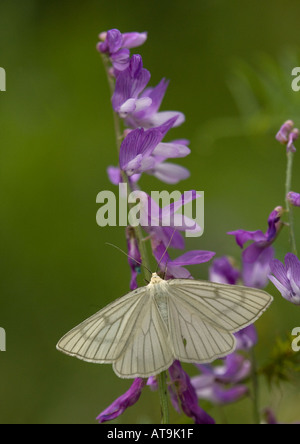 Black veined moth Very rare in UK. Siona lineata Stock Photo