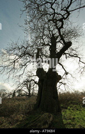 mighty oak tree in silhouette at sunset in winter Stock Photo - Alamy
