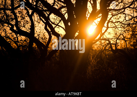 Sunset in Chesham Local Nature Reserve near Bury Lancashire showing the filigree nature of the branches Stock Photo