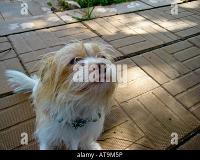 Jack Russell ShihTzu mix Looking upmetal Stock Photo