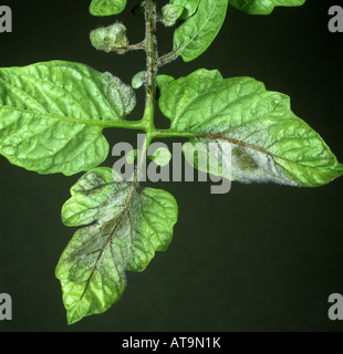 Tomato late blight Phytophthora infestans necrosis sporulation on a tomato leaf underside Stock Photo