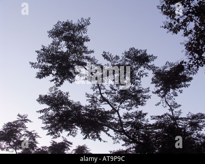 Branches and leaves of tree silhouetted against blue sky Stock Photo