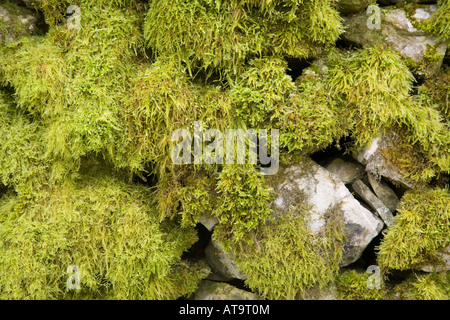 Moss covered wall Cressbrook Derbyshire Peak District Stock Photo