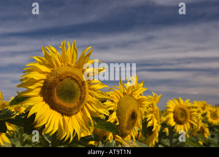 A front row of a field of sunflowers near Oamaru in New Zealand face the morning sun. Stock Photo