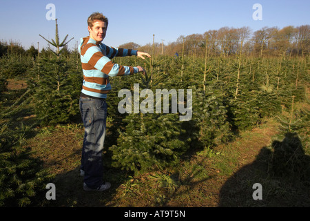 A Young Man Selecting A Christmas Tree , Sussex , England Stock Photo