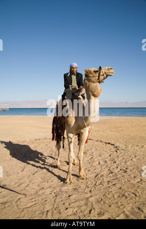 Taba Heights Sinai Egypt North Africa February Bedouin man sitting on his camel on a beach of this purpose built resort Stock Photo