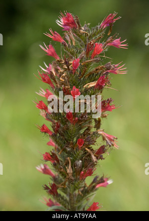 A rare bugloss Echium russicum Stock Photo