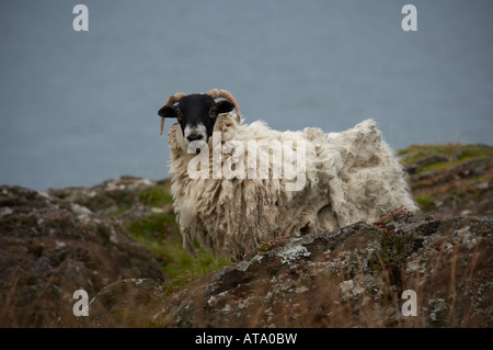 Blackface sheep grazing on cliffs on the isle of mull in scotland black face Stock Photo