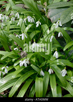 Snowdrop (Galanthus ikariae) Stock Photo