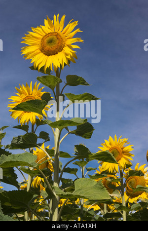 Sunflowers stand tall in a field near Oamaru, New Zealand Stock Photo