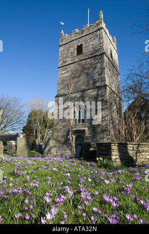crocuses in the churchyard at st teath cornwall Stock Photo