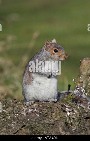 Grey squirrel Sciurus carolinensis sitting on log looking alert Potton Bedfordshire Stock Photo