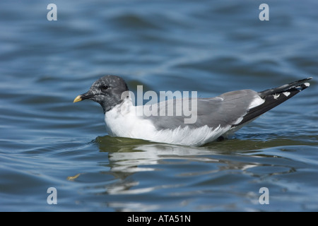 Sabine's Gull adult in breeding plumage, Xema sabini, swimming. Stock Photo