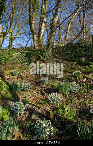 Woodland glade with clumps of sunlit snowdrops with trees in the background against a clear blue sky Stock Photo