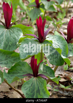 Toadshade trillium (Trillium sessile) Stock Photo