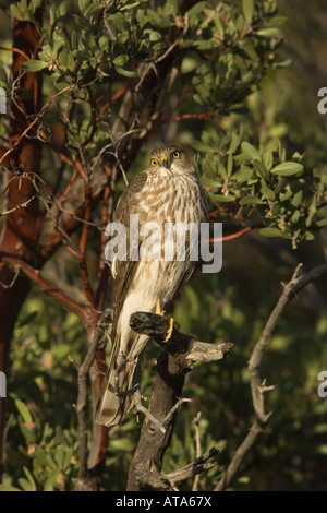 Sharp-shinned Hawk juvenile, Accipiter striatus, perched in manzanita. Stock Photo