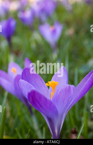 crocuses in the churchyard at st teath cornwall Stock Photo