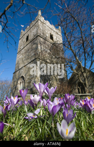 crocuses in the churchyard at st teath cornwall Stock Photo