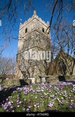crocuses in the churchyard at st teath cornwall Stock Photo