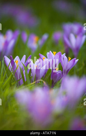 crocuses in the churchyard at st teath cornwall Stock Photo