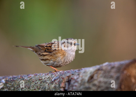 dunnock Prunella modularis cornwall Stock Photo