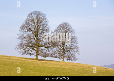 Small leafed lime trees Stock Photo