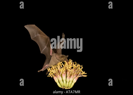 Nectar bat Lesser Long-nosed Bat, Leptonycteris curasoae, feeding at agave flowers. Stock Photo