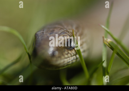 Slow Worm (Anguis fragilis) in a Garden in Wales, UK Stock Photo