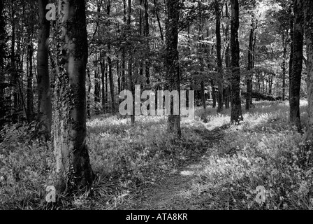 Bluebell Woods at Coed Cefn Crickhowell near Abergavenny South Wales UK landscape view in black and white. Stock Photo