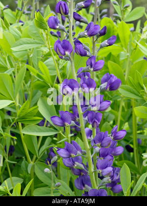 Blue false indigo (Baptisia australis) Stock Photo