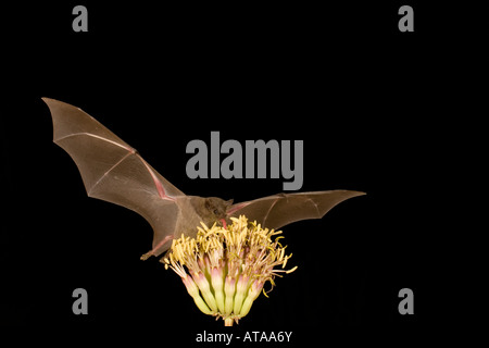 Nectar bat Lesser-Long nosed Bat, Leptonycteris curasoae, feeding at agave flowers. Stock Photo