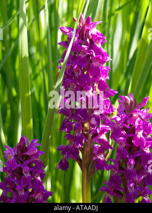 Broad-leaved marsh orchid (Dactylorhiza majalis) Stock Photo