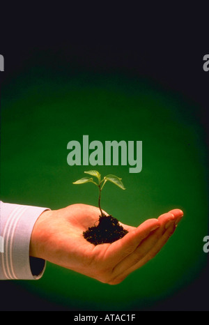 Hand holding seedling green background Stock Photo