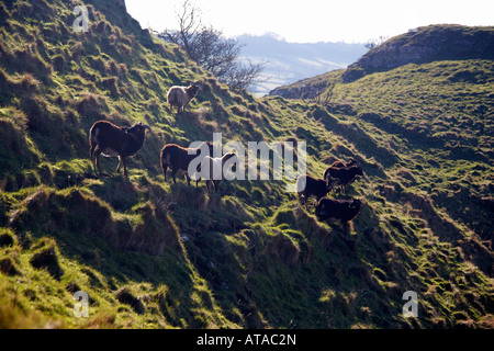 Mountain Goats, Carreg Cennen Castle, West Wales, UK Stock Photo