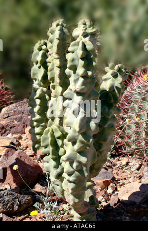 Totem Pole cactus Stock Photo