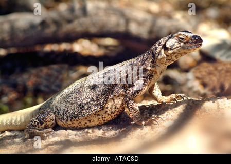 Chuckwalla Stock Photo