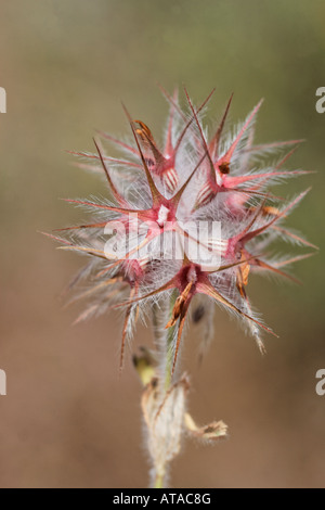 Trifolium stellatum, Star clover Stock Photo