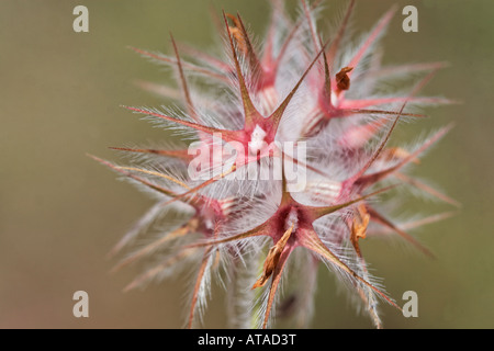 Trifolium stellatum, Star clover Stock Photo