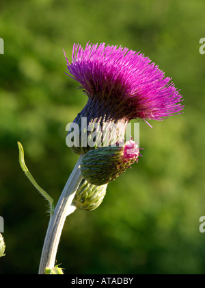 Melancholy thistle (Cirsium heterophyllum) Stock Photo