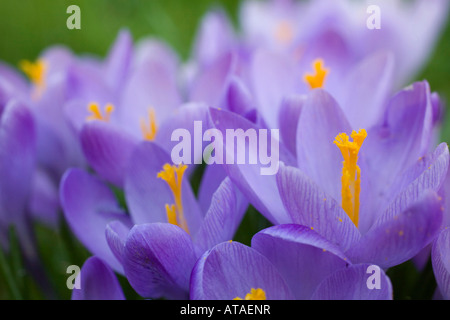 crocuses in the churchyard at st teath cornwall Stock Photo