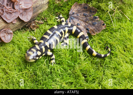 Tiger Salamander Stock Photo