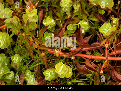 Hampshire purslane Rare wetland plant in UK growing in the New Forest Stock Photo